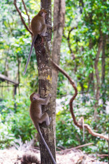 Young macaque monkey climbing on tree