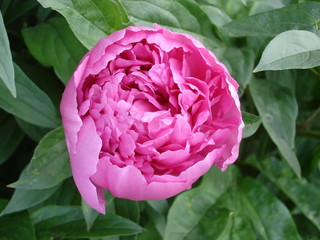 Lone pink peony flower 'Amabilis'