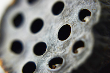 dried lotus flower and seed on white background