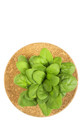 Raw spinach leaves on white background