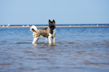 american akita dog standing in water