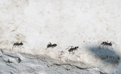 Ants on concrete surface. Macro with shallow depth of field.