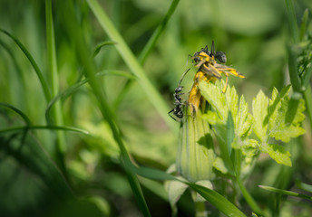 Ants on dandelion flower. Macro with shallow depth of field.