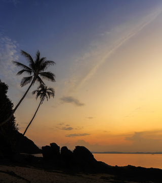 Coconut tree silhouette at the sunset