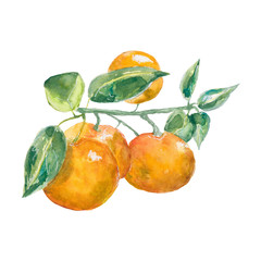 tangerines. branch tangerine watercolor