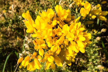 Detail of a Gorse near the beach in Brittany, France