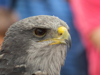 Hawk, eagle, falcon, kestrel in Trasmoz, Zaragoza, Aragon Spain