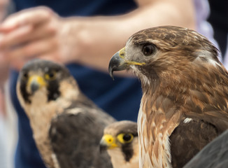 Hawk, eagle, falcon, kestrel in Trasmoz, Zaragoza, Aragon Spain