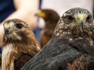 Hawk, eagle, falcon, kestrel in Trasmoz, Zaragoza, Aragon Spain