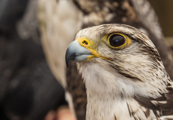 Hawk, eagle, falcon, kestrel in Trasmoz, Zaragoza, Aragon Spain