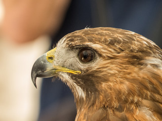 Hawk, eagle, falcon, kestrel in Trasmoz, Zaragoza, Aragon Spain