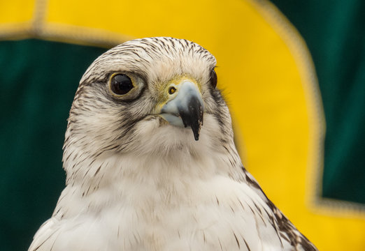 Hawk, eagle, falcon, kestrel in Trasmoz, Zaragoza, Aragon Spain