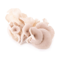 Mushroom on white background.