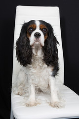 Lovely Cavalier King Charles Spaniel dog posing