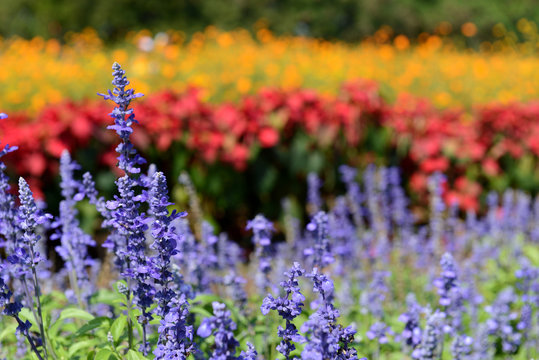 Fototapeta Angelonia and colorful flowers in a big park, Korat Thailand