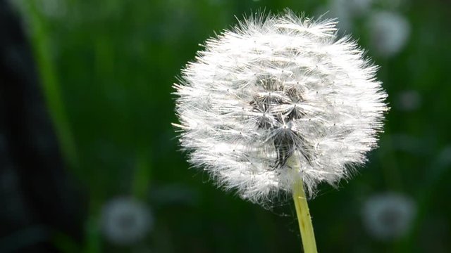 Dandelion swaying in the breeze in spring forest video. 