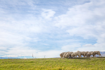 Obraz premium sheep on hill under blue sky
