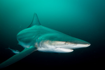 Giant Blacktip swimming in deep blue water