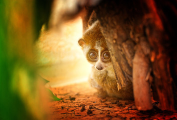 Little lemur, Loris, hides between big trees. Sad picture