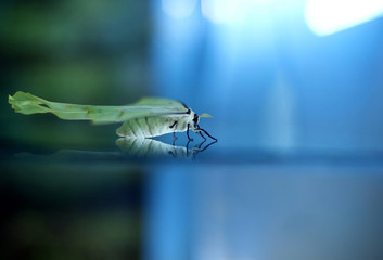 Big white Butterfly crawling on the glass. Horizontal