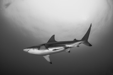 Giant Blacktip swimming in deep blue water