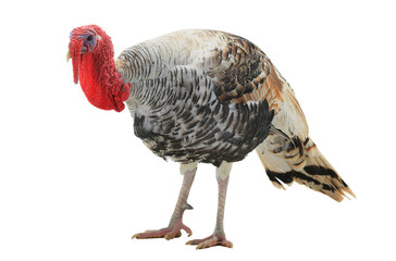 turkey