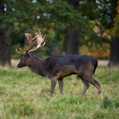 Close-up fallow deer standing in autumn wood