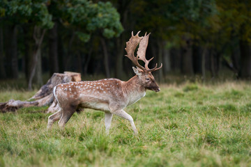 Naklejka na ściany i meble Close-up fallow deer standing in autumn wood