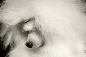 Closeup long groomed White Hair Poodle Dog guiltily lowered his head Isolated on Black Background - obrazy, fototapety, plakaty