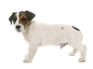 puppy jack russel terrier