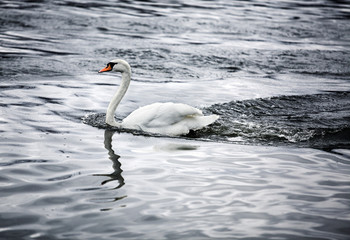 Naklejka premium Weisser Schwan am Rhein