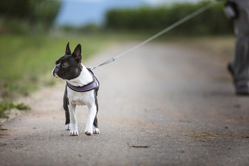 Walking with a Boston Terrier on a sunny spring day