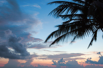 palm tree silhouette on sunset tropical beach