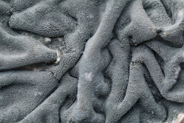 Dark Grey Mold Fungus growing in the Refridgerator on old Food