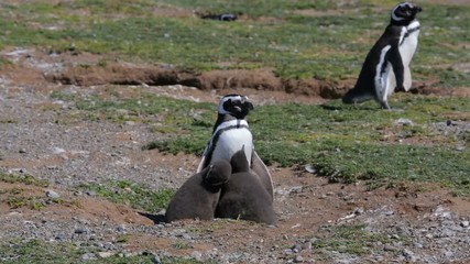 An adult Magellanic penguins with chick at Magdalena Island in Chile