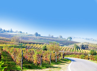 Vineyard, grape harvest in Italy, Piedmont.