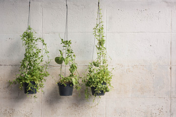 Ivy grown in plastic pots hanging on the walls.