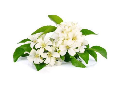 Andaman satinwood isolated on white background