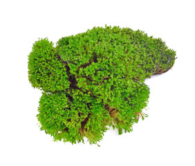 Obraz premium Green moss isolated on white bakground