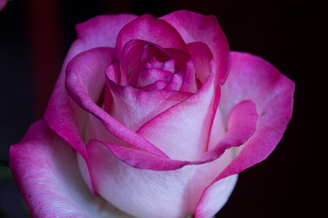 Pink rose flower on the dark background