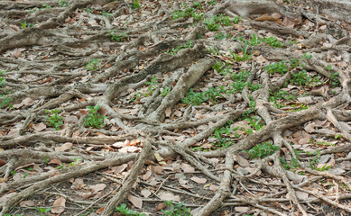 Amazing Tree Roots in the nature.