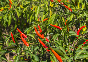 hot chili pepper on tree in farm.