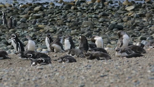 A group of Magellanic penguin on the beach at Magdalena Island in Chile