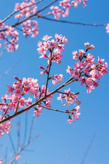 Spring sakura pink blossom in Chiangmai, Thailand.
