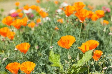 Beautiful field yellow tulips flower.