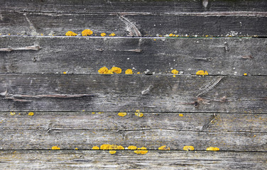 Old wooden planks with low