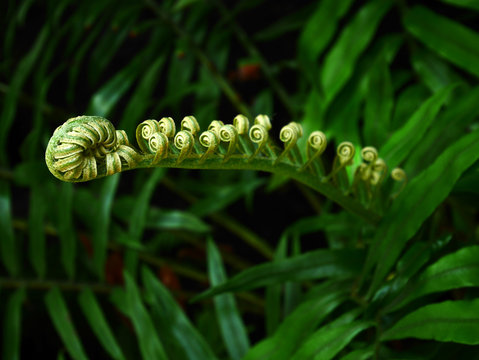 Single green fern bud