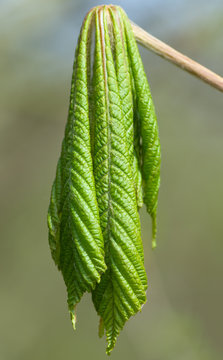 young leafs of european chestnut