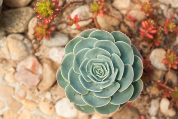 Succulent Cactus Desert Plant In Garden.
