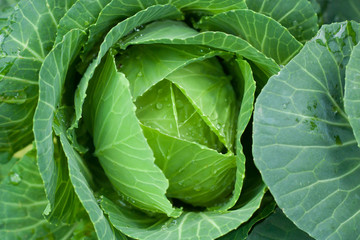 Fototapeta na wymiar Closeup fresh cabbage in the vegetable garden.